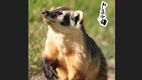 ᠮᠠᠩᠭᠢᠰᠤᠨ ᠲᠣᠰᠣMangisan dusМангисан дус