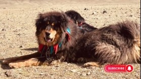 ᠮᠣᠩᠭᠣᠯ ᠪᠠᠩᠬᠤᠷ-ᠡᠵᠡᠨ ᠢ᠋ᠶ᠋ᠡᠨ ᠠᠪᠤᠷᠠᠭᠰᠠᠨ ᠨᠢМонгол Банхар-эзнээ аварсан нь