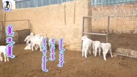 ᠲᠥᠯ ᠦ᠋ᠨ ᠳᠠᠭᠤᠨ-ᠡᠭᠡᠰᠢᠭᠯᠡᠩDöliin duun-EgshiglenДөлийн дуун-Эгшиглэн
