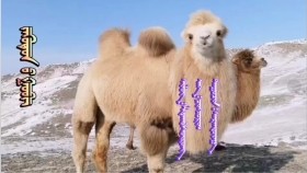 ᠵᠡᠭᠦᠳᠦᠨ ᠦ᠌ ᠭᠣᠪᠢ - ᠰᠢᠯᠦᠭ᠄  ᠪ᠂ ᡀᠬᠠᠪᠰᠦ᠋ᠷᠦᠩ(ᠮᠣᠩᠭᠣᠯ)᠂ᠠᠶ᠎ᠠ᠄ ᠴ᠂ ᠴᠢᠩᠵᠣᠷᠢᠭ(ᠮᠣᠩᠭᠣᠯ)᠂ᠳᠠᠭᠤᠴᠢᠨ᠄ ᠤ᠋᠂ ᠰᠠᠷᠠᠨᠲᠤᠶᠠᠭ᠎ᠠ  Зүүдний говь шүлэг᠄ Б.Лхагвсүрэн(монгол)᠂ая᠄Ц. Чинзориг(монгол)᠂дуучин᠄ Б. Сарантуяа