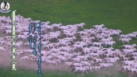 ᠠᠳᠤᠭᠤᠨ ᠲᠦᠪᠡᠷᠭᠡᠨ ᠲᠡᠢ ᠰᠢᠯᠢ ᠶ᠋ᠢᠨ ᠭᠣᠣᠯ -ᠤᠷᠢᠬᠠᠨ᠂ ᠪᠦᠷᠢᠨᠵᠢᠷᠭᠠᠯ Адуун төвөргөөнтэй шилийн гол-Урьхан,Бүрнжаргал