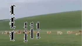 ᠮᠣᠷᠢᠲᠠᠢ ᠮᠣᠩᠭᠣᠯ ᠨᠤᠲᠤᠭ - ᠦᠭᠡ᠄ ᠶ· ᠪᠠᠯᠵᠢᠨᠢᠮ᠎ᠠ᠂ ᠠᠶ᠎ᠠ᠄ ᠰᠡᠴᠡᠨᠴᠣᠭᠲᠤ᠂ᠳᠠᠭᠤᠴᠢᠨ᠄ ᠤᠷᠠᠨ᠎ᠠ Морьтой монгол нутаг - үг᠄ Е·Балжням᠂ ая᠄ Цэцэнцогт᠂ дуучин᠄ Урна