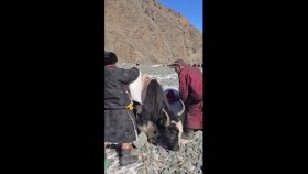 ᠠᠯᠲᠠᠢ ᠶ᠋ᠢᠨ ᠥᠨᠳᠥᠷ ᠠᠭᠤᠯᠠᠰ  ᠢ᠋ ᠳᠠᠪᠠᠨ ᠨᠡᠭᠦᠳᠡᠯᠯᠡᠬᠦ ᠰᠠᠷᠯᠤᠭ ᠤ᠋ᠨ ᠨᠡᠭᠦᠳᠡᠯ ᠦᠨᠡᠨᠬᠦ ᠰᠦᠷ ᠲᠡᠢ ᠶᠦᠮ ᠪᠢᠯᠡАлтайн өндөр уулсыг даван нүүдэллэх сарлагийн нүүдэл үнэнхүү сүртэй юм билээ