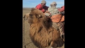 ᠬᠠᠢᠷᠠᠯᠠᠮᠠᠷ ᠪᠠᠬᠠᠷᠬᠠᠮᠠᠷ ᠨᠡᠭᠦᠳᠡᠯᠴᠢᠨ ᠥᠪ ᠰᠣᠶᠣᠯ ᠮᠢᠨᠢХайрламаар бахархмаар нүүдэлчин өв соёл минь