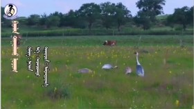 ᠪᠠᠷᠠᠯᠠᠨ ᠳᠠᠭᠤᠯᠠᠬᠤ ᠨᠤᠲᠤᠭ - ᠰᠢᠯᠦᠭ᠄ ᠨᠠᠰᠤᠨ᠂ ᠠᠶ᠎ᠠ᠄ ᠰᠡᠴᠡᠨᠴᠣᠭᠲᠤ᠂ ᠳᠠᠭᠤᠴᠢᠨ᠄ ᠠᠯᠲᠠᠨᠲᠤᠶᠠᠭ᠎ᠠ  Бараалан дуулах нутаг - шүлэг᠄ Насан᠂ ая᠄ Цэцэнцогт᠂ дуучин᠄ Алтантуяа