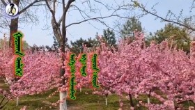 ᠭᠣᠶᠣᠬᠠᠨ ᠳᠡᠯᠡᠬᠡᠢ -ᠰᠣᠳᠣᠨGoyokhon delkhii-SodonГоёхон дэлхий-Содон