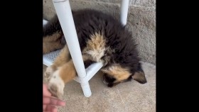 ᠬᠥᠭᠡᠷᠦᠬᠦᠨ ᠪᠠᠩᠬᠤᠷ ᠰᠢᠯᠦᠰᠦ ᠭᠣᠭᠣᠵᠢᠭᠤᠯᠤᠨ ᠤᠨᠲᠠᠵᠤ ᠪᠠᠢᠨ᠎ᠠХөөрхөн банхар шүлс гоожуулан унтаж байна