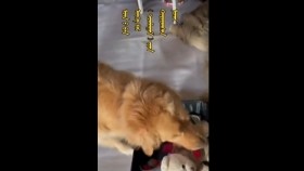 ᠡᠵᠡᠨ ᠦ᠌ ᠪᠡᠨ ᠦᠭᠡ ᠪᠡᠷ ᠲᠣᠭᠯᠠᠭᠠᠮ ᠢ᠋ᠶ᠋ᠠᠨ ᠬᠤᠷᠢᠶᠠᠭᠰᠠᠨ ᠨᠣᠬᠠᠢЭзнийхээ үгээр тоглоомоо хураасан нохой