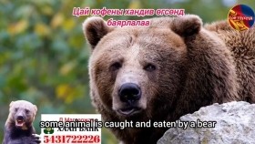 ᠪᠠᠭᠠᠪᠠᠭᠠᠢ ᠶ᠋ᠢ ᠴᠢᠰᠤ ᠲᠠᠢ ᠨᠢ ᠬᠣᠯᠢᠳᠠᠭБаавгайг цустай нь хольдог