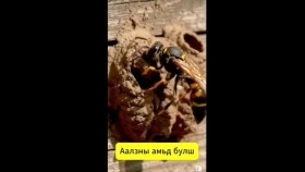 ᠠᠭᠠᠯᠵᠢ ᠶ᠋ᠢᠨ ᠠᠮᠢᠳᠤ ᠪᠤᠯᠠᠰᠢАалзын амьд булш