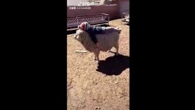 ᠵᠢᠭᠠᠬᠠᠨ ᠴᠢᠮᠠᠶ᠋ᠢ ᠪᠠᠨ ᠭᠣᠮᠣᠳᠠᠭᠠᠵᠤ ᠣᠷᠬᠢᠭ᠎ᠠ ᠤᠤЖоохон чамайгаа гомдоож орхио юу