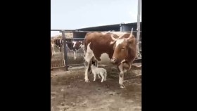 ᠦᠨᠢᠶ᠎ᠡ ᠬᠤᠷᠠᠭ᠎ᠠ ᠶ᠋ᠢ ᠬᠥᠬᠥᠭᠦᠯᠵᠦ ᠪᠠᠢᠭ᠎ᠠ ᠨᠢ- ᠱᠣᠭҮнээ хурааг хөхүүлж байгаа нь-шог