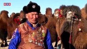 ᠲᠡᠮᠡᠭᠡ ᠲᠩᠷᠢ ᠶᠢᠨ ᠠᠮᠢᠲᠠᠨ ᠰᠤᠷᠪᠤᠯᠵᠢᠯᠠᠭ᠎ᠠТэмээ тэнгэрийн амьтан-сурвалжилга-2020