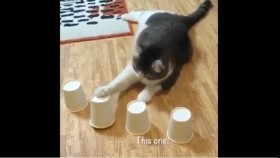 ᠮᠡᠷᠭᠡᠨ ᠮᠤᠤᠷМэргэн муур-