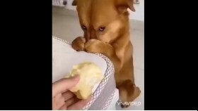 ᠮᠠᠭᠤ ᠬᠡᠷᠡᠭ ᠬᠢᠭᠰᠡᠨ ᠨᠣᠬᠠᠢ-ᠱᠣᠭМуу гэрэг хийсэн нохой-шог