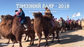 ᠲᠡᠮᠡᠭᠡᠨ ᠦ ᠪᠠᠶᠠᠷТэмээний баяр-2018