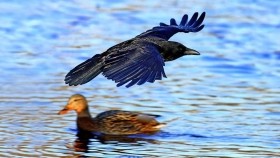 ᠬᠡᠷᠢᠶ᠎ᠡ ᠂ ᠭᠠᠯᠠᠭᠤ ᠶ᠋ᠢ ᠳᠠᠭᠤᠷᠢᠶᠠᠭᠰᠠᠨ ᠨᠢ   Хэрээ ᠂ Галууг дуурайсан нь