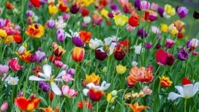 ᠪᠣᠷᠣ ᠲᠣᠬᠤᠢ ᠶᠢᠨ ᠴᠡᠴᠡᠭ - ᠣᠷᠳᠣᠰ ᠠᠷᠠᠳ ᠤᠨ ᠳᠠᠭᠤᠤБор тохойн цэцэг-ордос ардын дуу