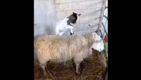 ᠮᠠᠯ ᠤᠨ ᠱᠣᠭМалын шог