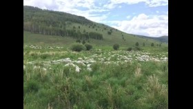 ᠦᠵᠡᠰᠭᠦᠯᠡᠩᠲᠦ ᠪᠠᠷᠭᠤ ᠨᠤᠲᠤᠭ  –   ᠦᠭᠡ ᠄  ᠵ ᠂ ᠴᠢᠮᠡᠤᠠᠲᠣᠷᠵᠢ ᠂ ᠠᠶ᠎ᠠ ᠄  ᠳᠣᠨᠳᠣᠪ  Үзэсгэлэнт барга нутаг  –  Үг ᠄ Ж ᠂ Чимэддорж᠂ Ая ᠄ Дондов