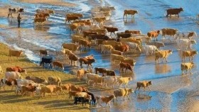 ᠭᠤᠷᠪᠠᠨ ᠭᠣᠣᠯ ᠦ᠋ᠨ ᠦᠬᠡᠷ（ ᠣᠷᠱᠤᠨ ᠭᠣᠣᠯ ） – ᠦᠭᠡ ᠄ ᠴᠣ᠋ · ᠳᠤᠭᠠᠷᠵᠠᠪ ᠂ ᠠᠶ᠎ᠠ ᠄ ᠲᠦ‍ ·  ᠳᠦᠭᠦᠷ  Гурван голын үхэр（ Оршин гол ） -  Үг ᠄ Ч · Дугаржав ᠂ Ая ᠄ Д ·Дүгүр