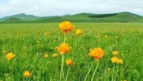 ᠲᠠᠯ᠎ᠠ ᠶᠢᠨ ᠴᠡᠴᠡᠭ （ ᠣᠷᠱᠤᠨ ᠭᠣᠣᠯ ） – ᠦᠭᠡ ᠄  ᠠ‍ · ᠭᠣᠮᠪᠣ  ᠂ ᠠᠶ᠎ᠠ ᠄ ᠡ‍ · ᠪᠠᠲᠦᠪᠠᠶᠠᠷ Талын цэцэг ( Оршин гол ） – Үг ᠄ А · Гомбо ᠂ Ая ᠄ Э · Батбаяр