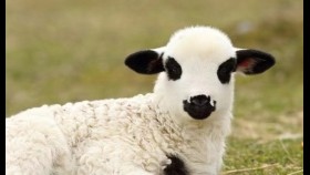 ᠲᠡᠵᠢᠭᠡᠪᠦᠷᠢ ᠬᠤᠷᠠᠬ᠋᠎ᠠ    ( ᠣᠷᠱᠤᠨ ᠭᠣᠣᠯ ） - ᠦᠭᠡ  ᠂ ᠠᠶ᠎ᠠ ᠄  ᠰᠸᠷᠡᠩᠭᠤ᠎ᠡ  Тэжээвэр  хурга ( Оршин гол ） – Үг  ᠂ Ая ᠄ Серэнгоо