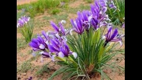 ᠴᠠᠬᠢᠯᠳᠠᠭ- ᠯ ᠣᠳᠽᠡᠷЦахилдаг-Л одзар