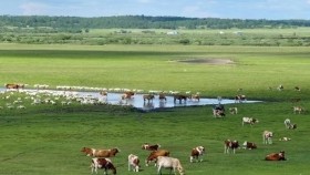 ᠨᠤᠲᠤᠭ ᠦ᠋ᠨ ᠦᠵᠡᠮᠵᠢ  ( ᠣᠷᠱᠤᠨ ᠭᠣᠣᠯ ) - ᠦᠭᠡ ᠄  ᠲᠤᠶᠠᠭ᠎ᠠ ᠂ ᠠᠶ᠎ᠠ ᠄ ᠽᠠᠨᠲᠠᠨ Нутгийн үзэмж ( Оршин гол ） – Үг ᠄ Туяа ᠂ Ая ᠄ Зандан