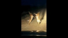 ᠰᠥᠨᠢ ᠶᠢᠨ ᠲᠠᠤᠯᠠᠢ ᠶᠢᠨ ᠲᠡᠮᠡᠴᠡᠭᠡᠨ- ᠠᠮᠢᠲᠠᠨ ᠤ ᠱᠣᠭ᠎Шөнийн туулайн тэмцээн-амьтны шог