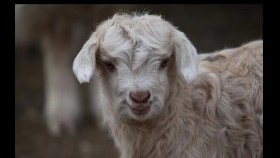  ᠬᠠᠯᠲᠠᠷ ᠢᠰᠢᠭᠡ  -  ᠴ · ᠳᠠᠮᠳᠢᠨᠰᠦ᠋ᠷᠦᠩ     Халтар ишиг  -  Ч · Дамдинсүрэн