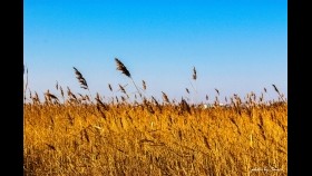 ᠠᠯᠲᠠᠨ ᠪᠤᠮᠪᠠᠲᠤ ᠶ᠋ᠢᠨ ᠷᠠᠰᠢᠶᠠᠨ- ᠣᠷᠳᠣᠰ ᠠᠷᠠᠳ ᠤ᠋ᠨ ᠳᠠᠭᠤᠤ- ᠬᠠᠯᠵᠠᠨАлтан бумбатын рашаан-ордос ардын дуу-халзан