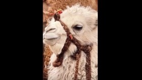 ᠪᠣᠲᠣᠭᠣ᠌ ᠭᠡᠭᠴᠢ ᠦᠨᠡᠨ ᠬᠥᠭᠡᠷᠦᠬᠦᠢ ᠠᠮᠢᠲᠠᠨБотго гэгч үнэн хөөрхий амьтан