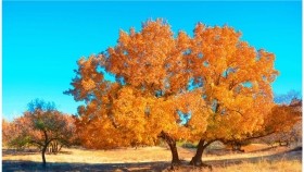 ᠪᠠᠶᠠᠨ ᠨᠠᠮᠤᠷ ‍ᠤᠨ ᠮᠠᠭᠲᠠᠭᠠᠯ    Баян намрын магтаал