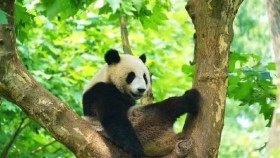   ᠰᠢᠭᠦᠮᠵᠢᠯᠡᠭᠳᠡᠭᠰᠡᠨ ᠪᠠᠭᠠᠪᠠᠭᠠᠢ - ᠯ · ᠪᠠᠲᠢᠷᠴᠢ  Шүүмжлэгдсэн баавгай - Л · Бадирч