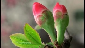 ᠪᠣᠮᠪᠠᠶ᠋ᠢᠮ᠎ᠡ  -  ᠰᠢᠯᠦᠭ ᠄ ᠪᠠ‍ · ᠣᠶᠤᠨᠲᠠᠯᠠᠢ ᠂ᠠᠶᠠᠯᠭᠤ ᠄ ᠳᠠᠪᠰᠢᠯᠲᠤ ᠂ ᠳᠠᠭᠤᠴᠢᠨ ᠄ ᠳ · ᠣᠤᠠᠬᠣᠨᠪᠠᠶᠠᠷ  Бумбайм - Үг ᠄ Б · Оюундалай ᠂Ая᠄ Давшилт ᠂ Дуучин ᠄ Д · Одхонбаяр