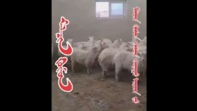 ᠮᠠᠯᠴᠢᠨ ᠬᠥᠮᠦᠨМалчин хүн