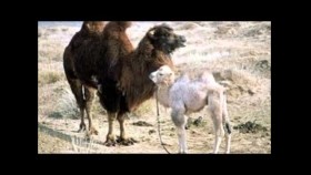 ᠢᠷᠪᠢᠰ ᠴᠠᠭᠠᠨ ᠪᠣᠲᠣᠭᠣ-ᠣᠷᠳᠣᠰ ᠭᠦᠷᠦ ᠳᠠᠭᠤᠤ003Ирвэс цагаан ботго