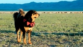 ᠮᠣᠩᠭᠣᠯ ᠪᠠᠩᠬᠤᠷ ᠂ ᠬᠠᠰᠢᠶ᠎ᠠ ᠬᠥᠲᠥᠯᠪᠦᠷᠢ ᠶᠢ ᠲᠤᠷᠰᠢᠯ ᠢᠶᠠᠨМонгол банхар , Хашаа хөтөлбөрийг туршлаа