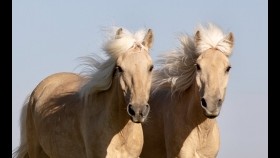 ᠴᠠᠭᠠᠨ ᠰᠢᠷᠭ᠎ᠠ(ᠰᠢᠷᠭᠠᠯ)ᠮᠣᠷᠢЦагаан шарга(шаргал)морь-ᠣᠷᠳᠣᠰ ᠠᠷᠠᠳ ᠤᠨ ᠳᠠᠭᠤᠤ20