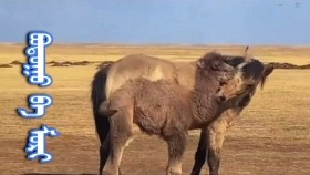 ᠪᠣᠲᠣᠭᠣ ᠪᠠ ᠮᠣᠷᠢБотго ба морь