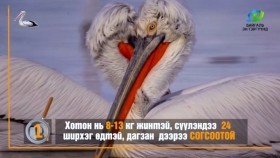 ᠬᠣᠲᠠᠨ ᠰᠢᠪᠠᠭᠤᠨ ᠤ ᠲᠠᠯ᠎ᠠ ᠪᠠᠷ ᠰᠣᠨᠢᠷᠬᠠᠯᠲᠠᠢ ᠪᠠᠷᠢᠮᠲᠠ ᠨᠤᠭᠤᠳХотон шувууны талаар сонирхолтой баримтууд