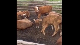 ᠨᠠᠷ᠎ᠡ  ᠪᠠᠨ ᠮᠡᠳᠡᠳᠡᠭ ᠲᠣᠭᠣᠯ  ᠤᠳНэрээ маддаг тугалууд