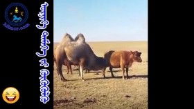 ᠦᠨᠢᠶ᠎ᠡ ᠲᠡᠮᠡᠭᠡ ᠶᠢ ᠭᠦᠬᠦᠭᠦᠯᠬᠦ -ᠬᠣᠱᠣᠩ ᠱᠣᠭҮнээ тэмээг хөхүүлү