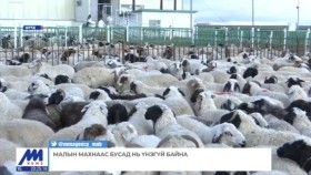 ᠮᠠᠯ ᠤᠨ ᠮᠢᠬᠠᠨ ᠠᠴᠠ ᠪᠤᠰᠤᠳ ᠨᠢ ᠦᠨ᠎ᠡ ᠦᠭᠡᠢ ᠪᠠᠢᠨ᠎ᠠМалын махнаас бусад нь үнэгүй байна