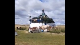 ᠭᠠᠢᠬᠠᠯᠲᠠᠢ ᠦᠵᠡᠭᠳᠡᠯ ᠮᠣᠩᠭᠣᠯ ᠦᠨ ᠦᠬᠡᠷ ᠣᠪᠣᠭ᠎ᠠ ᠲᠣᠭᠣᠷᠢᠵᠤ ᠪᠠᠢᠨ᠎ᠠГайхалтай үзэгдэл монголын үхэр овоо тойрч байна