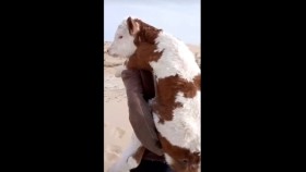 ᠮᠠᠯᠴᠢᠨ ᠬᠥᠮᠦᠨ ᠭᠡᠭᠴᠢ ᠮᠠᠯ ᠳᠤ ᠪᠠᠨ ᠡᠢᠮᠦ ᠯᠠ ᠬᠠᠢᠷᠠᠲᠠᠢ ᠪᠠᠢᠳᠠᠭМалчин хүн гэгч малдаа ийм л хайртай байдаг