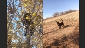 ᠨᠣᠬᠠᠢ ᠮᠤᠤᠷ ᠤᠨ ᠳᠠᠢᠨНохой муурын дайн