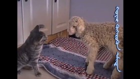 ᠬᠣᠶᠠᠷ ᠬᠥᠭᠡᠷᠦᠬᠦᠨ ᠠᠮᠢᠳᠠᠨХоёр хөөрхөн амьтан