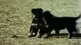 ᠪᠠᠩᠬᠤᠷ ᠨᠣᠬᠠᠢ-ᠮᠣᠩᠭᠣᠯ ᠨᠣᠬᠠᠢ  Монгол баримтат кино (БАНХАР НОХОЙ)